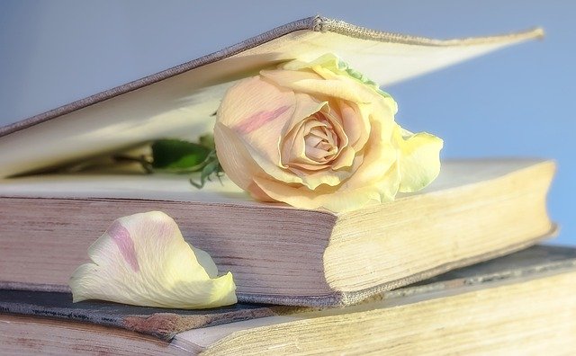 rose, book, old book, blossom, used, old, book pages, nostalgic, open book, bookmark, rose bloom, petals, rose petals, close up, rose wallpaper, rose, rose, rose, book, rose flower, book, book, book, book